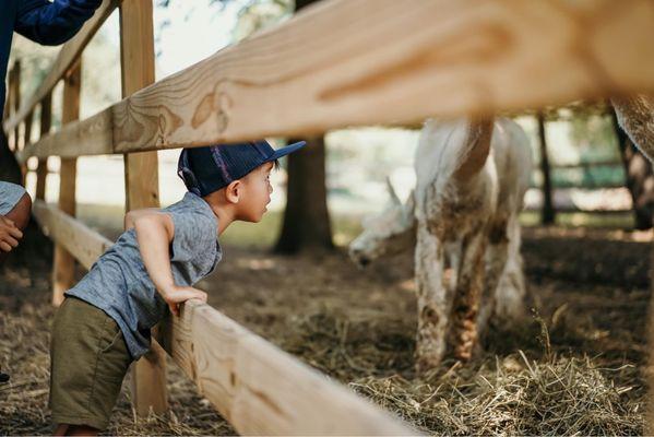 Whispering Oaks Alpacas