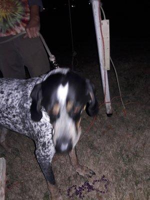 Jolene checking things out around the park !  Go hound dog !