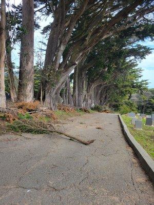 March 2023- fallen tree branches on cemetery road