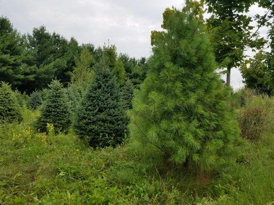 Pick Out Your Evergreens Right In The Field!