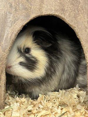 Guinea Pig