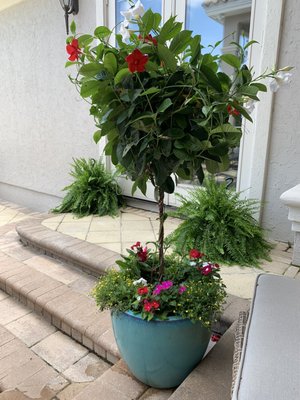 Mandevilla tree