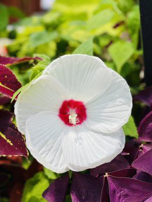 Another blooming & beautiful hibiscus at the nursery