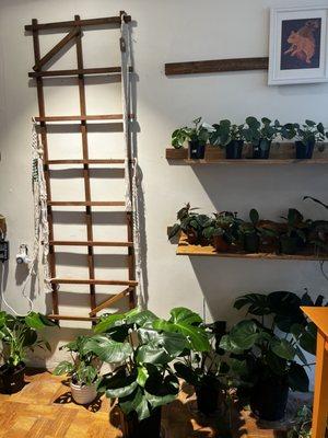 Silver Greens Plant Shop