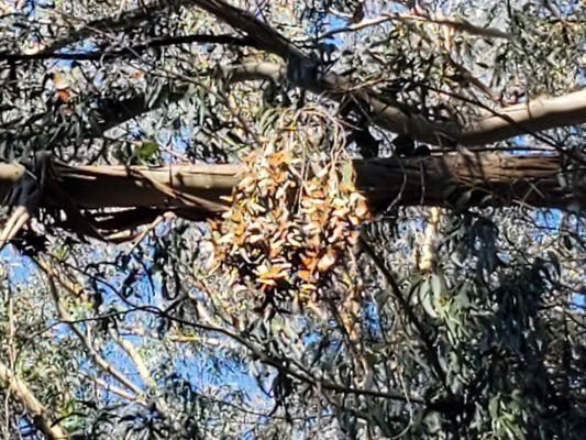 Butterflies in the trees