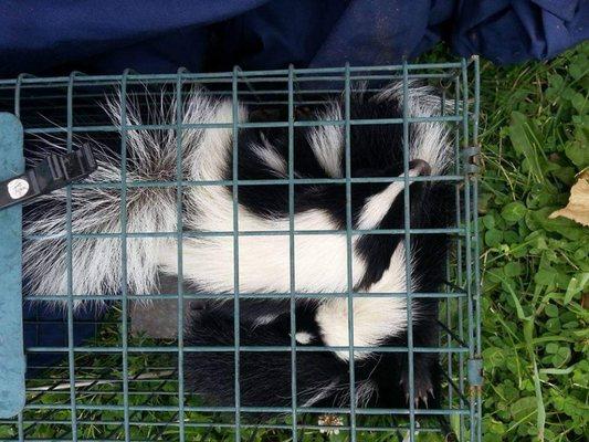 Baby skunks