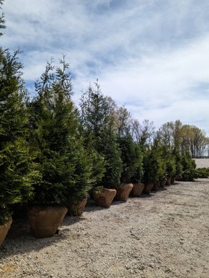 Huge Evergreens