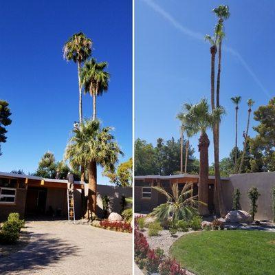 Amazing house with some amazingly high palms!