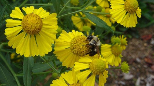 In the pollinator garden this past summer!