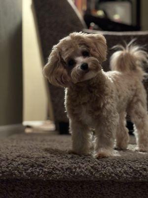 Chevy's Room & Groom