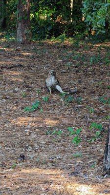 red tail hawk caught a squirrel