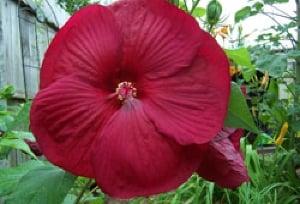 The Bloomin' Barns has a variety of flowers from perennials, water hyacinths  and herbs just in time for spring.