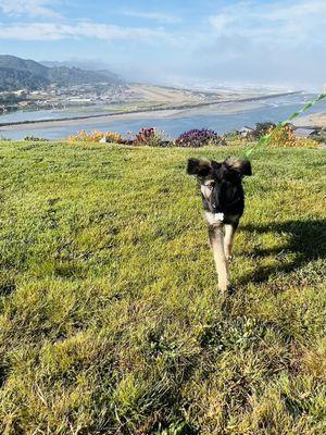 Our grandpuppy enjoying Happy Hills.