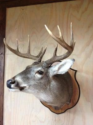 Rustic Oaks Ranch Taxidermy