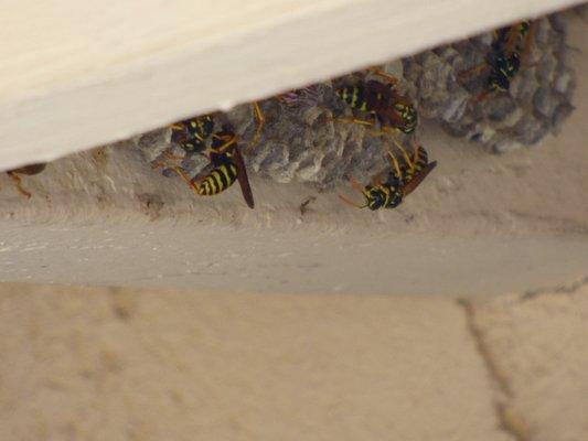 Yellow jackets building their nest