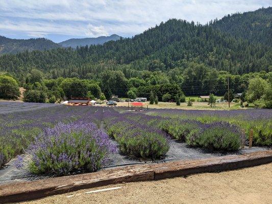 The lavender fields with the store and seating area in the distance.