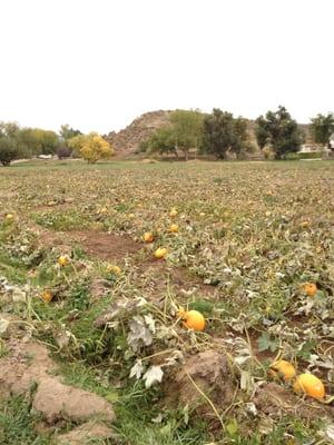 Our pumpkin patch