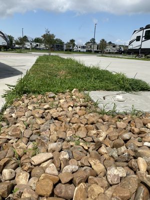 The "yard", With one foot tall weeds.