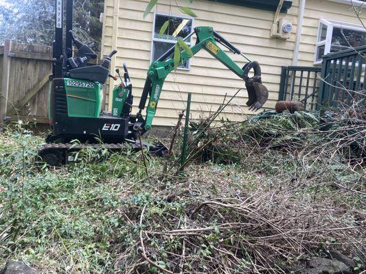 Mobilized a compact mini excavator to a tight backyard in Seattle to remove blackberry bushes, bamboo and stumps.