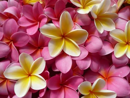 Plumeria