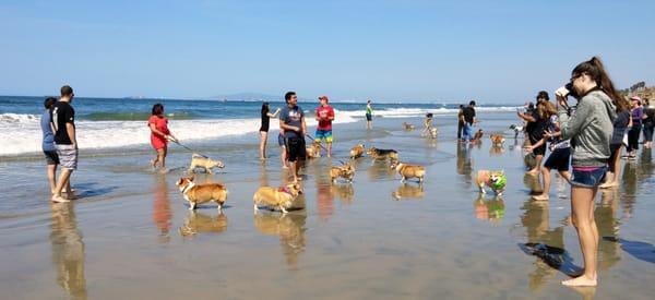 So many corgis on the beach!