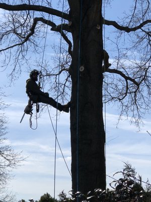 Pin oak prunes today.