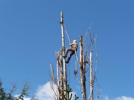 Tree Expert NW, LLC