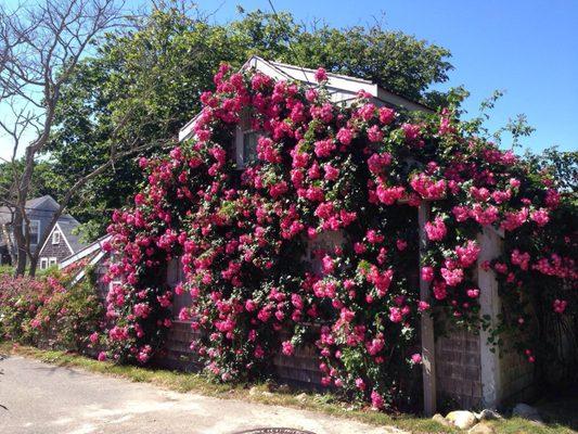 See the village of Siasconset on the east end of the island.