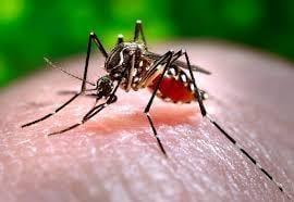 This is the Asian Tiger Mosquito, it's an invasive species of mosquito not native to the United States...