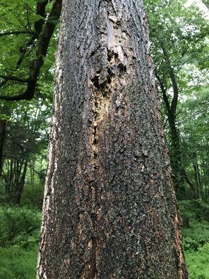 Trees can be dangerous when not properly maintained. This tree has rot in its midsection and must be taken down by a professional for safety