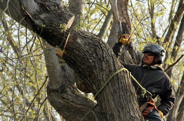 Monster Tree Service of Ann Arbor