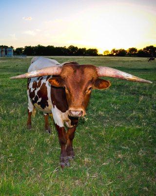 On-site longhorns