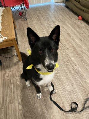 My pup looking extra clean and cute after her visit to the groomer!