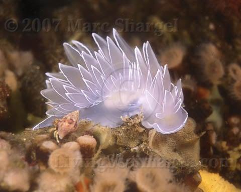 White Lined Nudibranch, Cover of Wonders of the Sea, volume one.