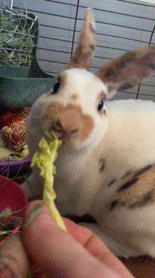 Venus malachite (pet rabbit: male)