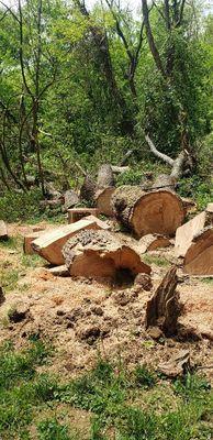 Cutting up a big oak tree that uprooted