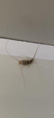 FORCED ME TO LIVE WITH SILVERFISH FOR 17 WEEKS