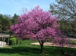 Beautiful color with a 1 year warranty. All trees and shrubs installed with Miracle Grow soil for optimal growth.