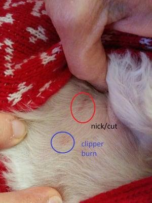 A visible clipper burn as well as a long nick after returning from the groomer