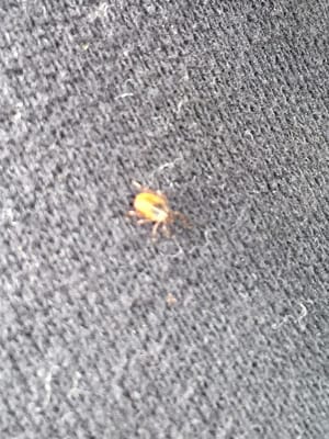 Found a tick on my pants.