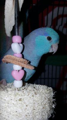 Peek-A-Boo!  A little parrotlet in the avian room