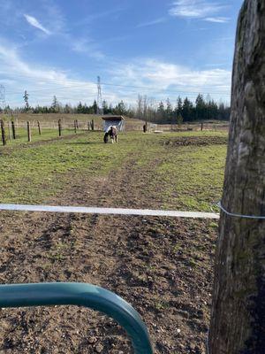 One of the pastures with a mare