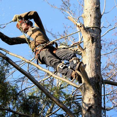 Trahan Tree Care