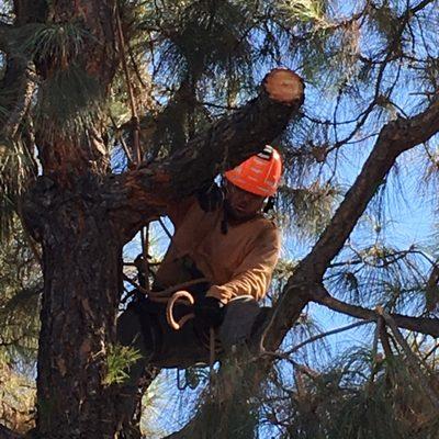 Best Tree service