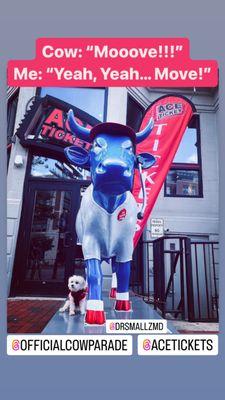 Dr. Smallz, a small, white, Maltese, puppy dog poses  with a colorful, cow statue. There are 75 cow statues in the 2023 Boston Cow Parade!