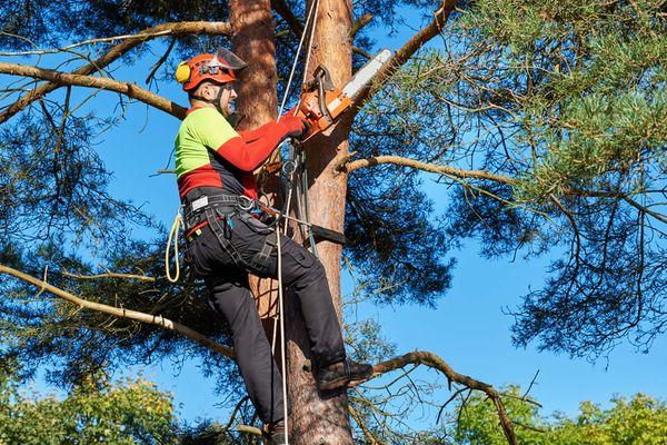 Tree trimming in Austin is an ongoing process! Get your trees trimmed or pruned from a tree specialist at We Love Trees.