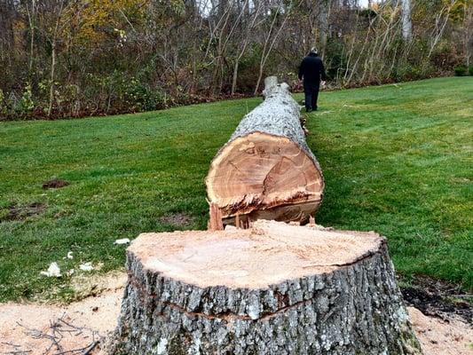 Extremely large and dangerous tree removed no problem in Huntington. When they were done, the site was totally clean!