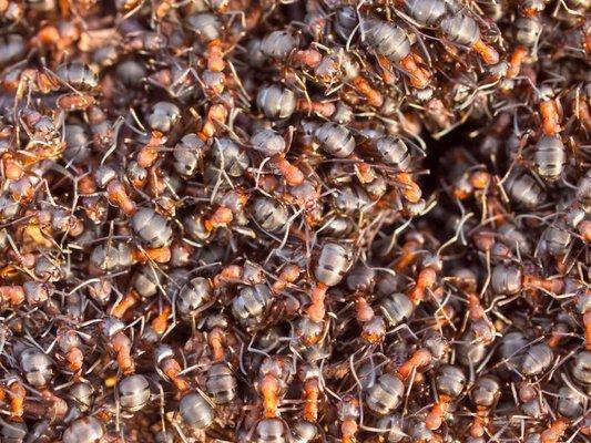 Red Ants at Work