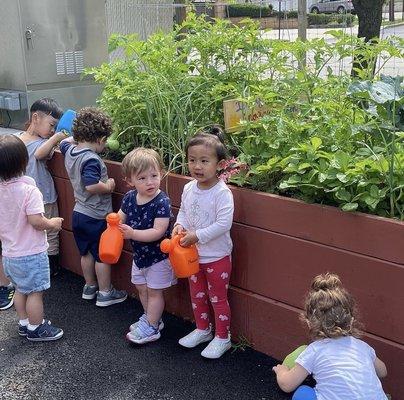 Weekly Field trip to local garden, to water and nurture plant growth