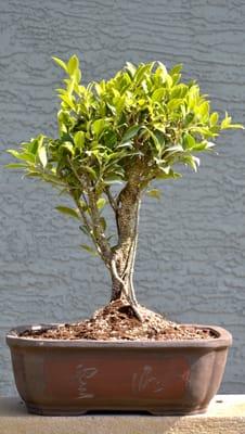 Ficus retusa.bonsai tree. Imported